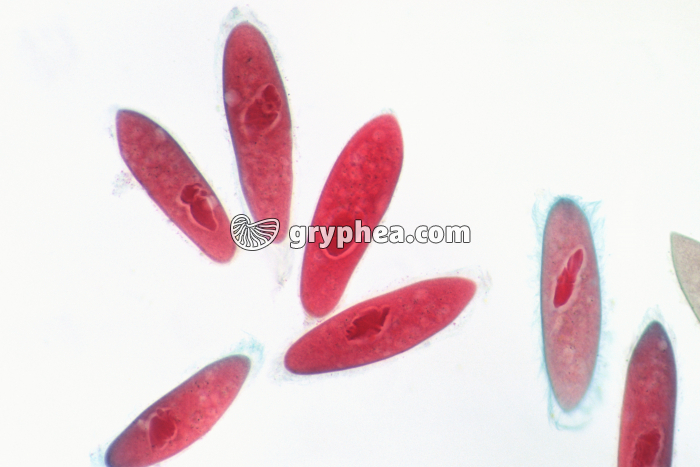 Paramécies x40 - gryphea.org